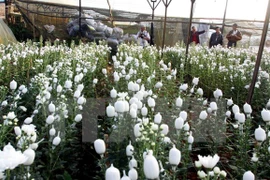 Festival de flores de Da Lat ofrece diferentes deleites