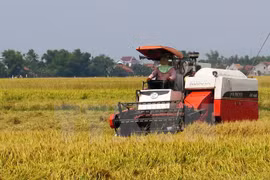 Rendimiento arrocero vietnamita alcanzará 45 millones de toneladas