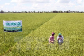 Vietnam busca promover exportaciones agrícolas a China