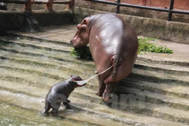 Hipopótamo sudafricano viene al mundo en zoo vietnamita