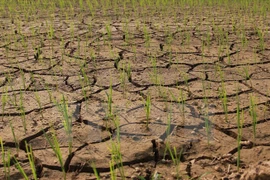 Vietnam y Alemania fomentan lazos en recursos naturales y medio ambiente