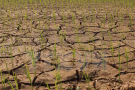 Vietnam y Alemania fomentan lazos en recursos naturales y medio ambiente