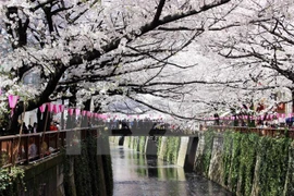 Cerezos japoneses florecen en Hanoi