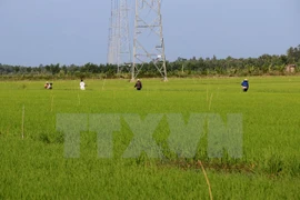 Japón cumplirá compromisos de cooperación agrícola con Vietnam, dice ministro