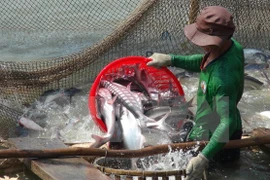Busca Vietnam medidas para evitar interrupción de exportación de pescados a EE.UU.