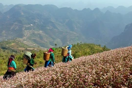 Alfombras de flores de alforfón cubren meseta rocosa Dong Van 