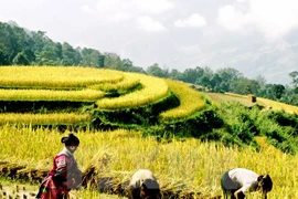 Comienza Semana de Cultura y Turismo de Terrazas de Hoang Su Phi