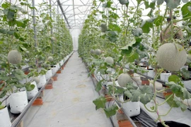 Vietnam y Cuba intercambian experiencias en desarrollo agrícola