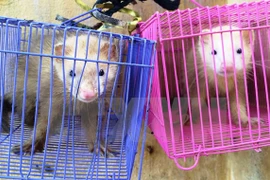 Aduana de Tay Ninh rescata a exóticas tortugas y rateles traficados