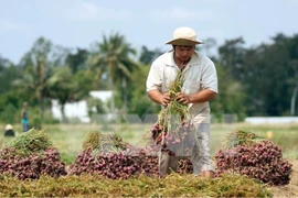 Vietnam incumplirá meta para exportaciones agrícolas y acuícolas