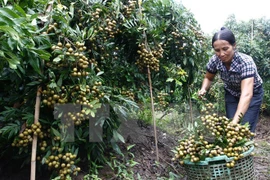 Dispuesto Hung Yen para enviar longan a Estados Unidos