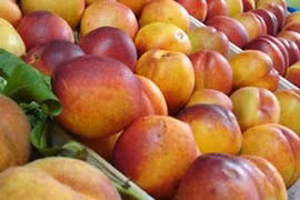 Polonia firma acuerdo para exportar manzana a Vietnam