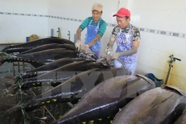 Japón transfiere tecnología de pesca de atún oceánico a Vietnam