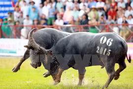 Concluye Festival de lucha de búfalos Do Son 2015