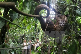 Alerta sobre comercio ilegal de animales salvajes por internet
