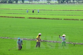 Éxitos en cumplir metas del milenio muestran garantía de DD.HH. en Vietnam