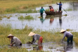 Más de 70 por ciento de empresas en Delta Mekong dañadas por cambio climático
