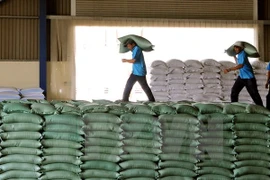 Indonesia:Llegarán próximamente 50 mil toneladas de arroz de Vietnam y Tailandia