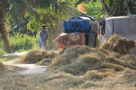 Vietnam exportará por primera vez paja a Japón