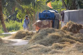 Vietnam exportará por primera vez paja a Japón
