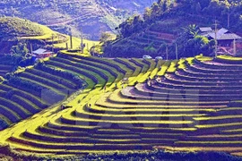 Inician Semana cultural de terrazas de Mu Cang Chai