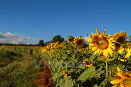 Altiplanicie de Lam Dong hermosa como un cuadro al óleo