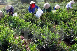 Eliminación del hambre y reducción de la pobreza a través de té