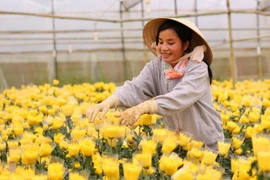 Ciudad Ho Chi Minh promueve cooperación agrícola con Holanda