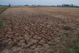  Sequía deja 50 mil hectáreas de tierras incultivables