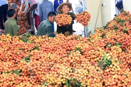 El lichi vietnamita en el mercado externo