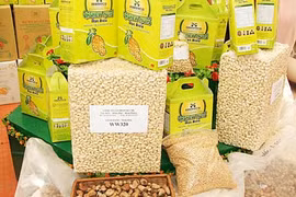 Exportación vietnamita de anacardo registra notable incremento