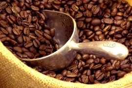  Pronostican baja productividad de café en cosecha 2015-2016