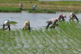 Vietnam experimenta producción arrocera con alta tecnología de Japón