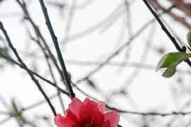 Atmosfera de Año Nuevo Lunar llega temprano a aldea de flores Nhat Tan