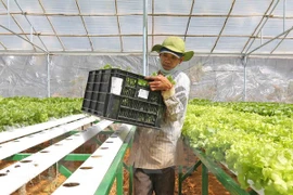 Vingroup invierte en agricultura con alta tecnología en Quang Ninh