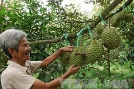 Foto de ilustración (Fuente: VNA)