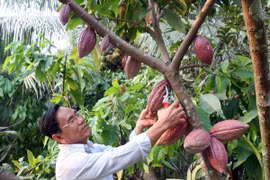 Impulsan cultivos de cacao en Delta del Mekong 