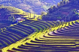 Terrazas en temporada de cosechas en Sapa
