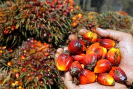Indonesia sigue siendo mayor exportador mundial de aceite de palma 