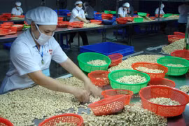 Cooperan Vietnam y Nigeria en el sector de anacardo 