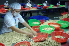 Cooperan Vietnam y Nigeria en el sector de anacardo 