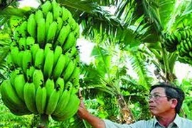 Plátano LaBa (Fuente: VNA)