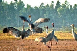 La grulla de cabeza roja, una de las especies de ave exóticas en el Parque nacional de Tram Chim, provincia survietnamita de Dong Thap (Fuente:VNA).