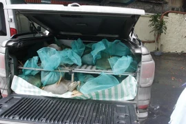 Decomisan pangolines de contrabando en ciudad vietnamita 