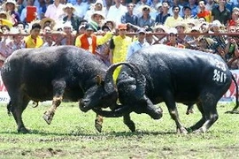 Foto de ilustración. (Fuente: VNA)