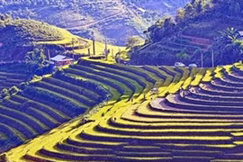 Las terrazas de arroz de Mu Cang Chai. (Fuente: VNA)