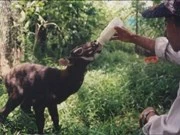 Thua Thien-Hue fortalece protección forestal y animales endémicos