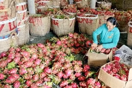 Empaquetamiento de frutas de dragón para la exportación (Fuente: VNA)