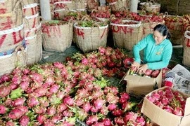 Empaquetamiento de frutas de dragón para la exportación (Fuente: VNA)