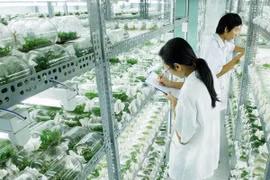 Perspectivas de exportaciones de verduras vietnamitas a UAE 